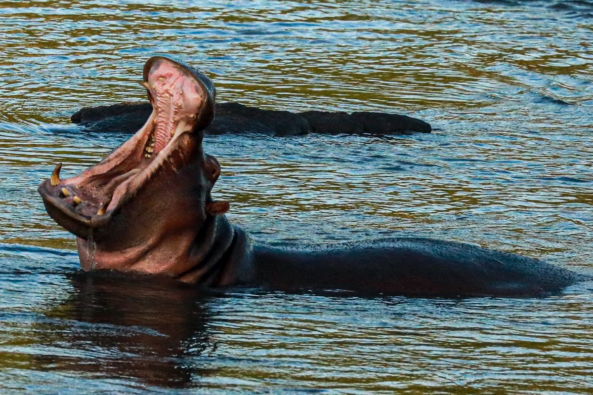 Majete hippos