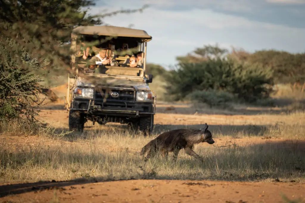 Okonjima brown hyena