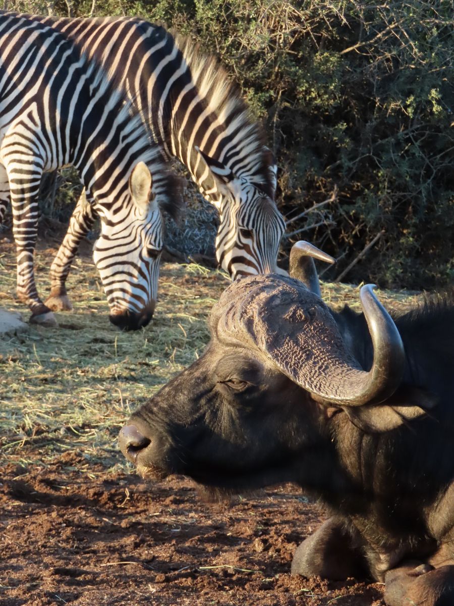 Südafrika Buffelsdrift Game Lodge Zebra und Gnu