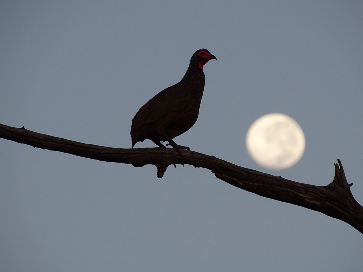 Tuli spurfowl and moon