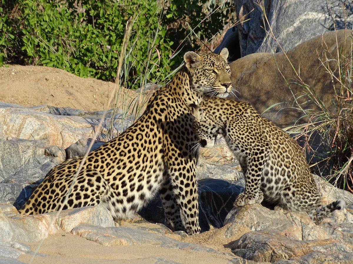 Timbavati leopard with cub