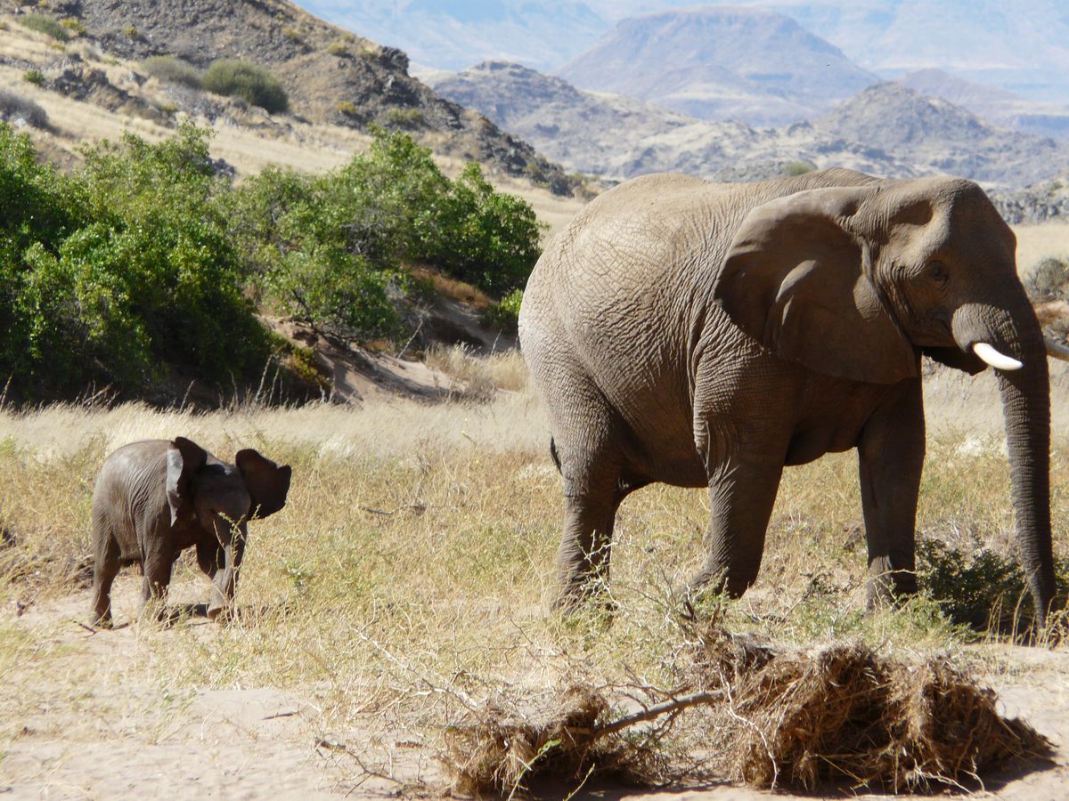 Damaraland eli baby + mother