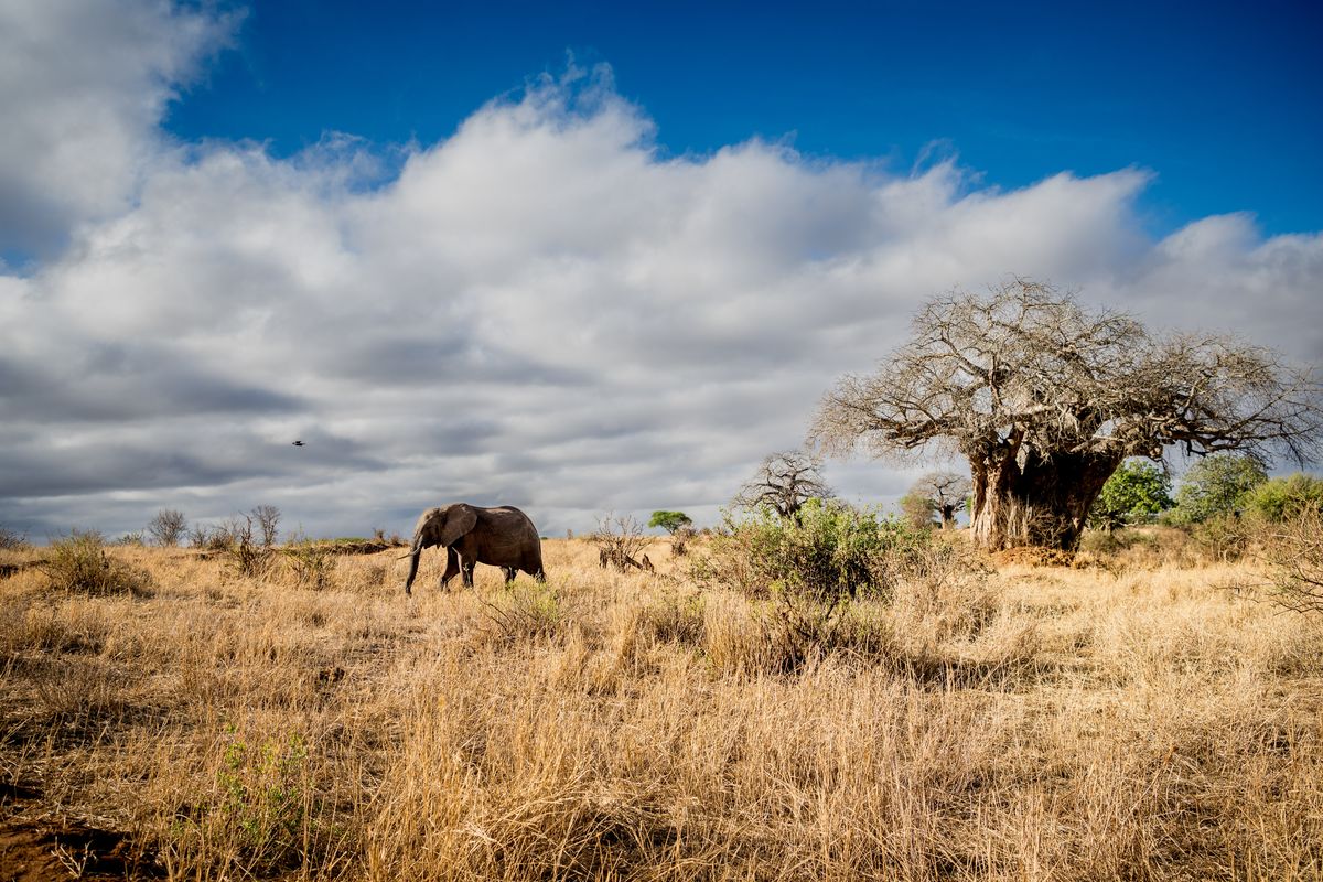 Tarangire baobab + eli