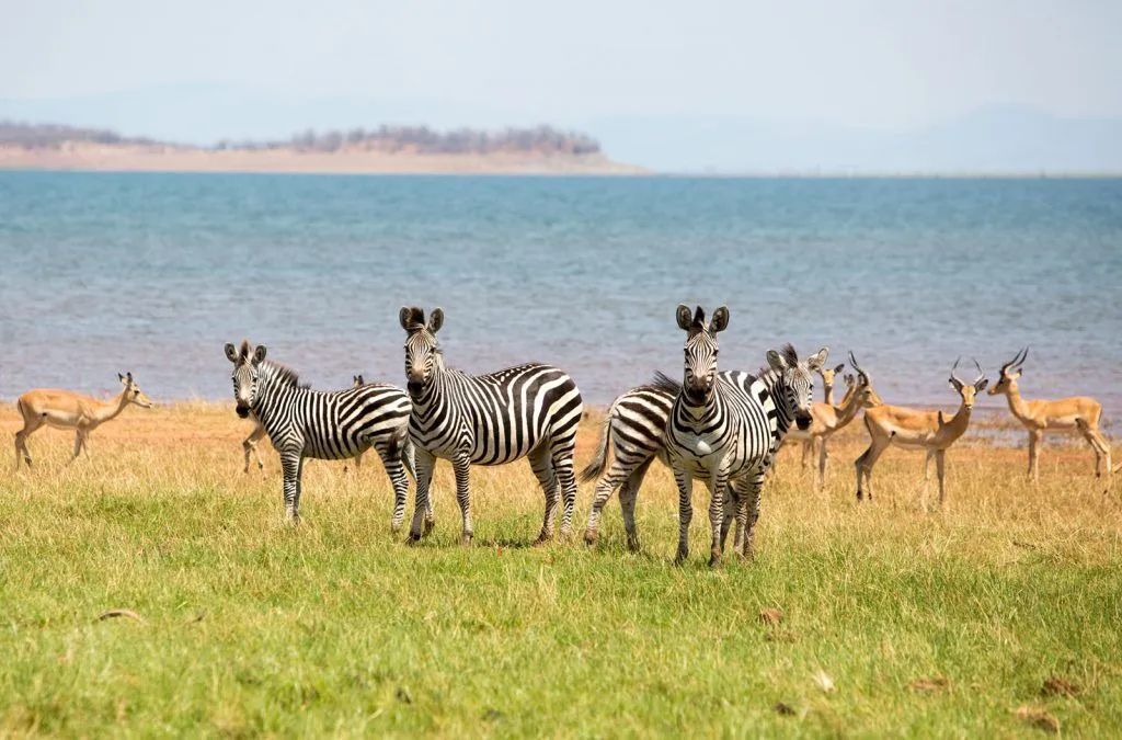 Matusadona zebras