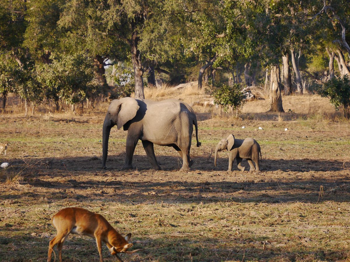 Geheimtipp Zambia - Exklusive Flugsafari