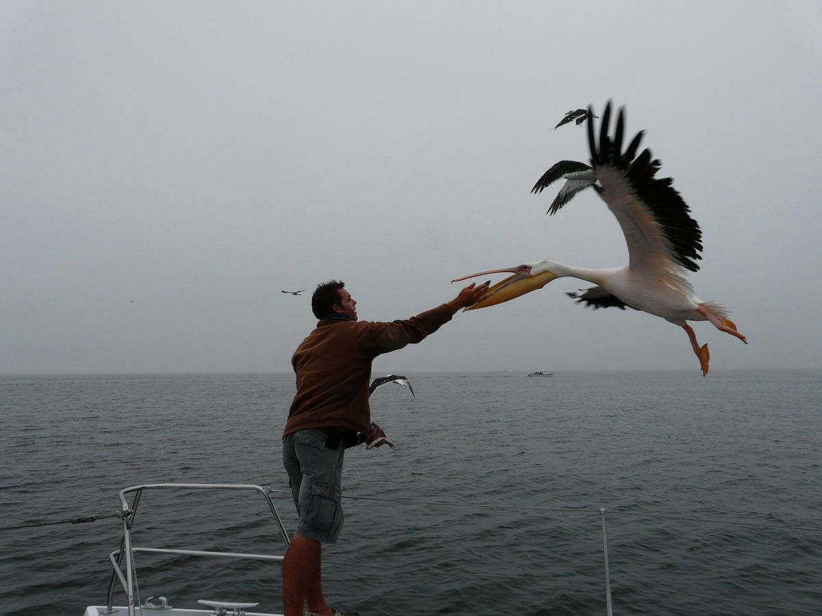 Walvis Bay Catamaran Charters
