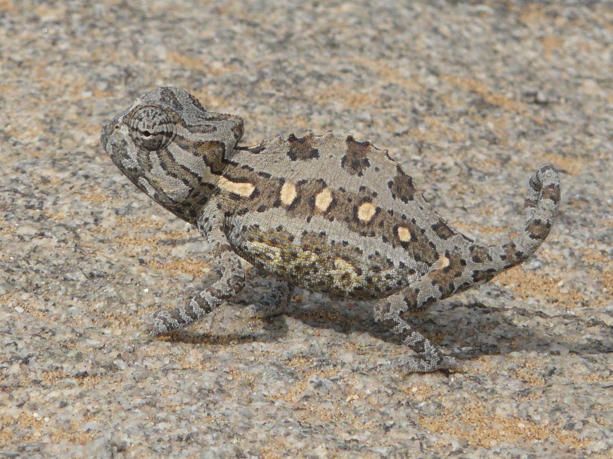 Living Desert Namaqua Chamäleon