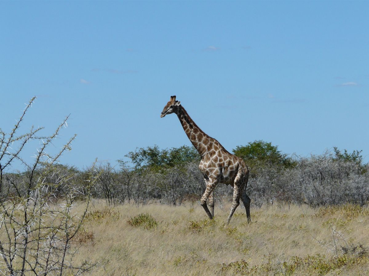 Etosha giraffe