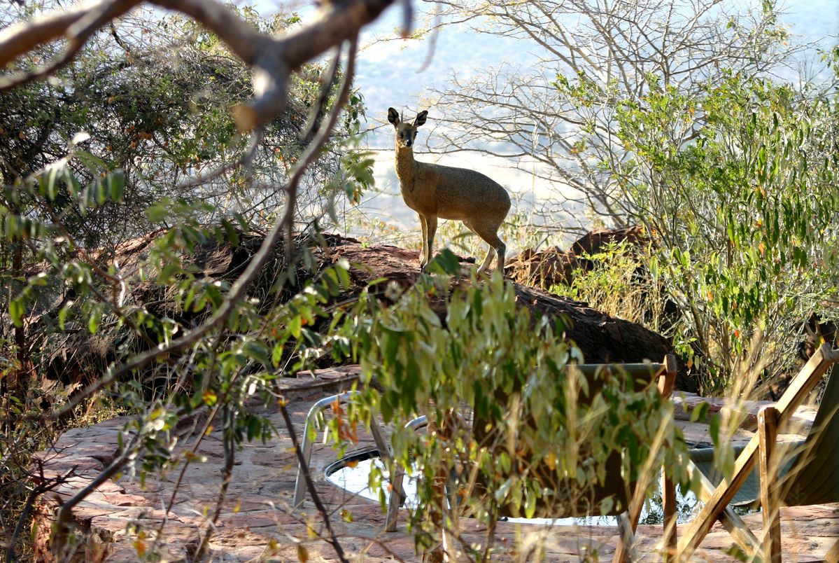 Waterberg Plateau Lodge klipspringer