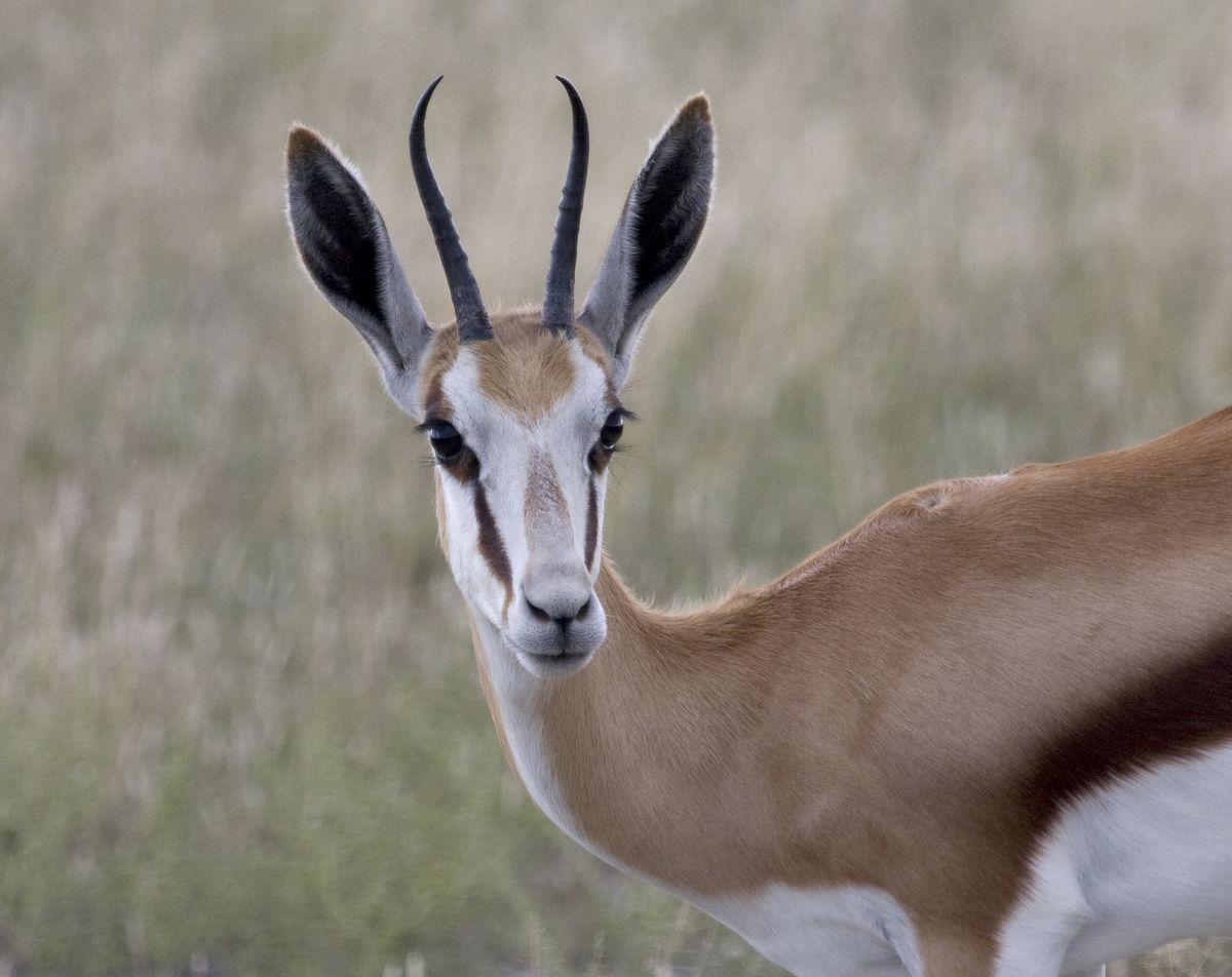 CKGR springbok