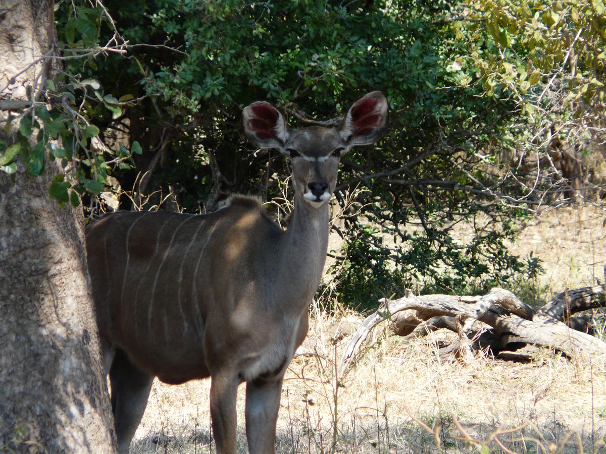 Mana Pools Kudu