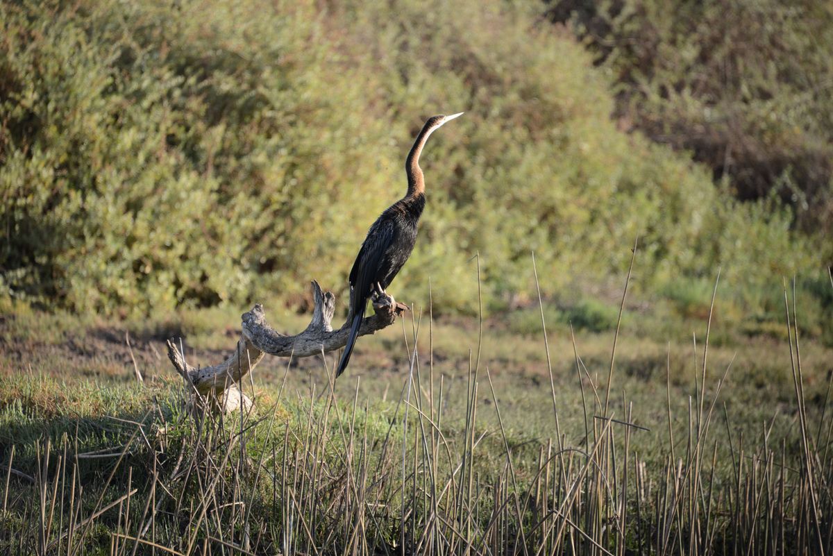 Kariega african darter