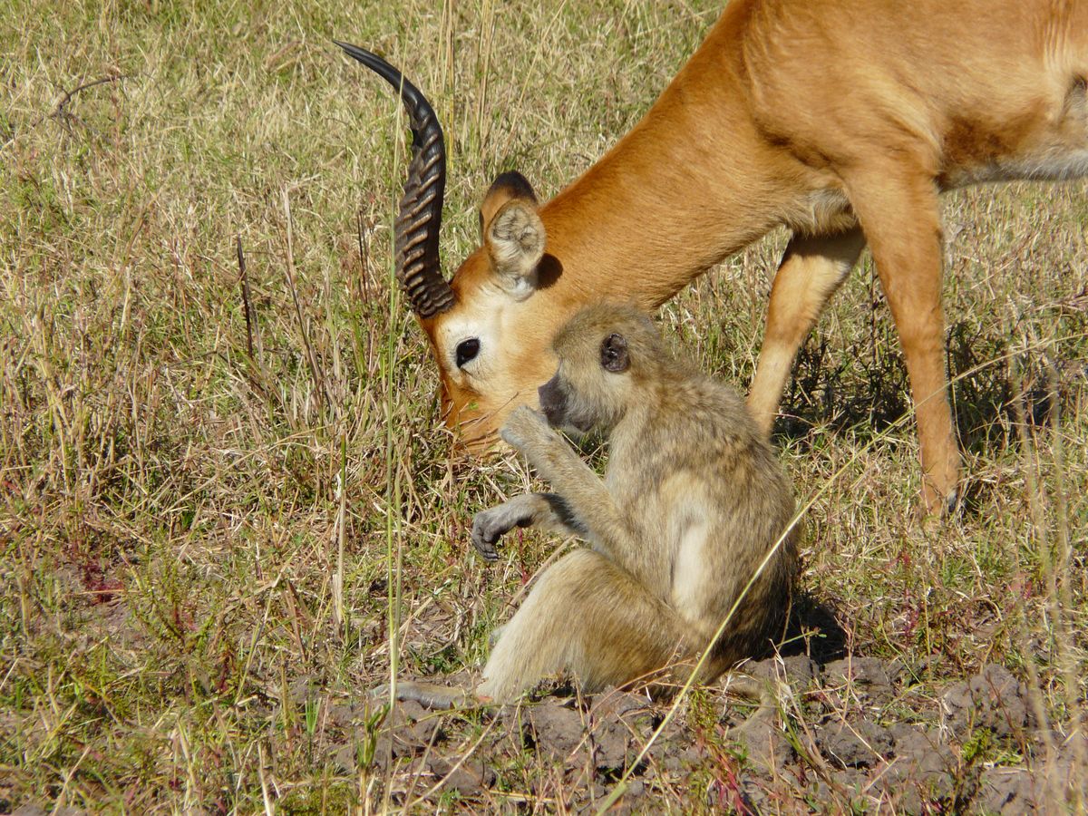 Luangwa baboon & puku