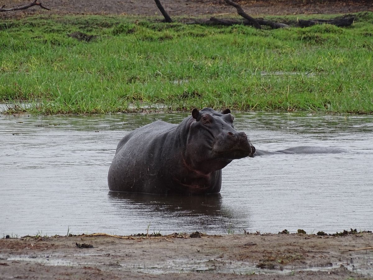 Moremi hippo