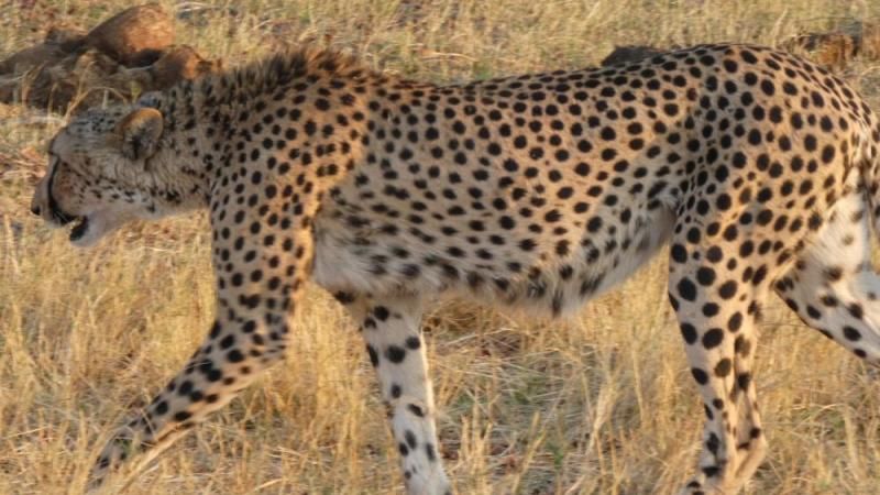 Gepard auf der Pirsch durch das Gras