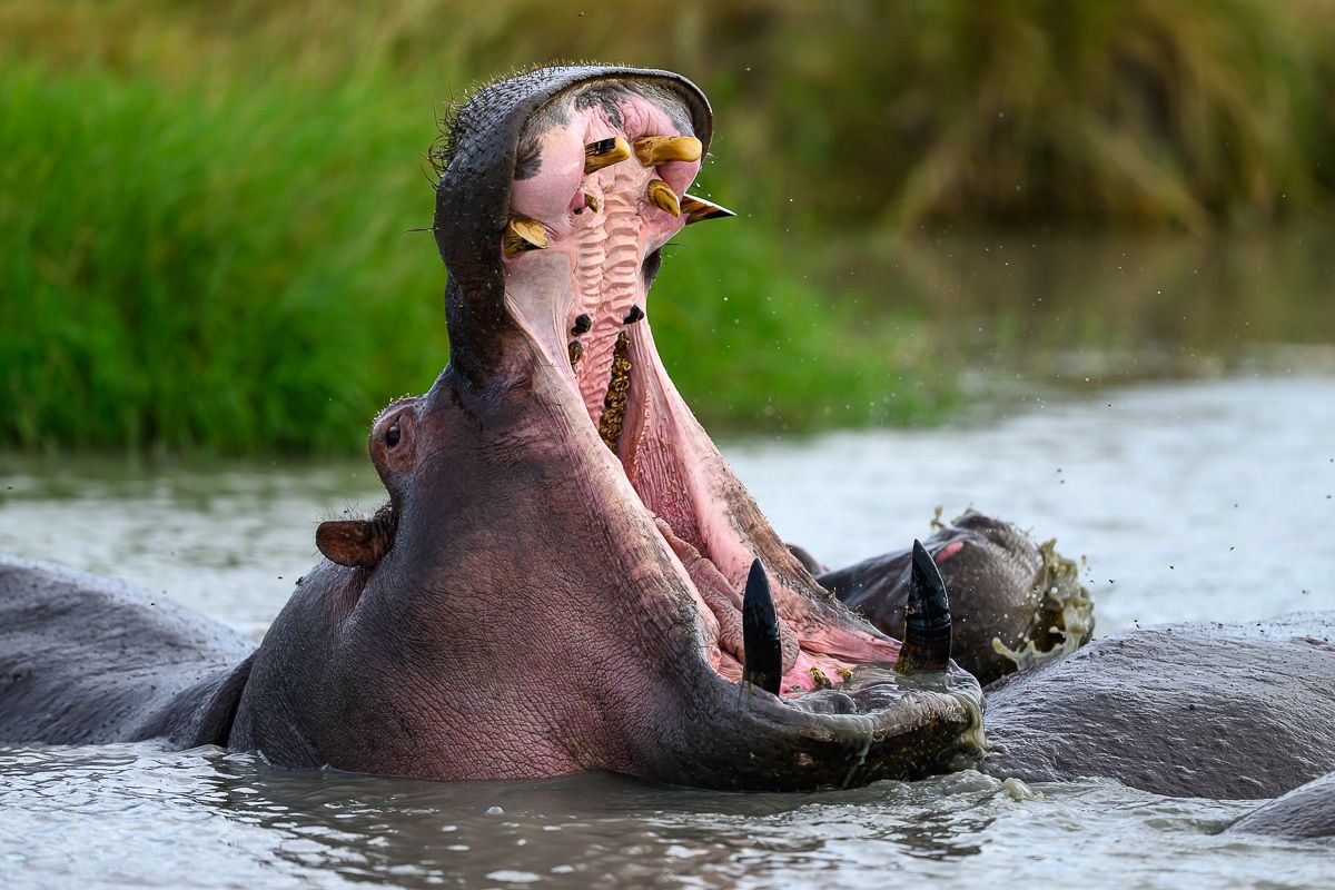 Tansania hippo yawning
