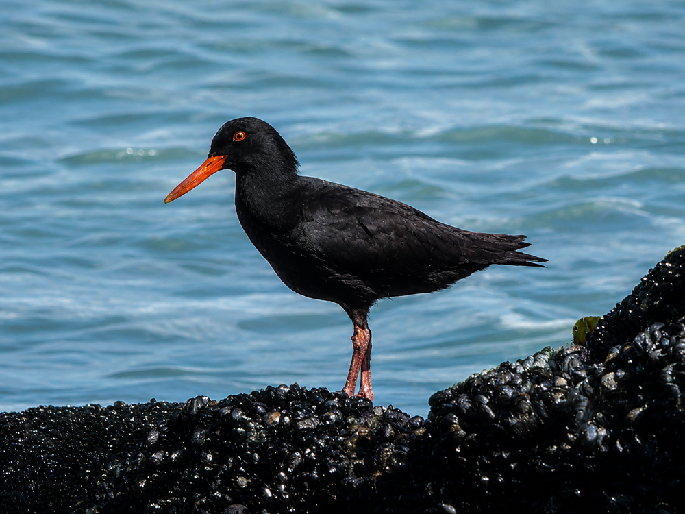 Südafrika Westcoast oystercatcher