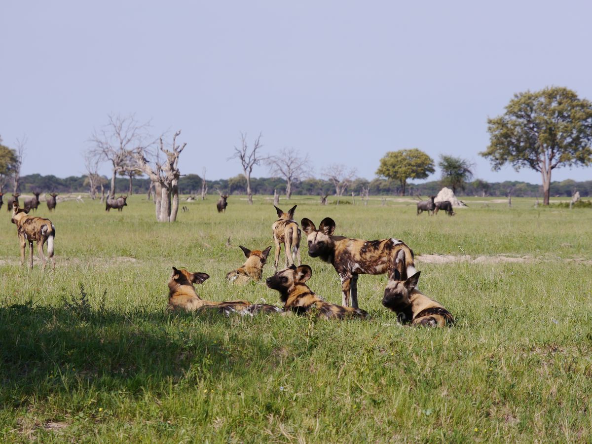 Safari-Urlaub