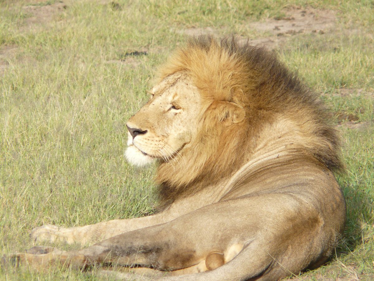 Grumeti lion king