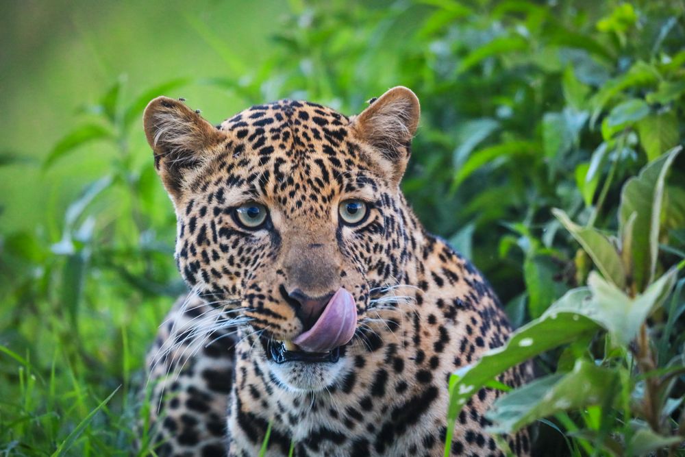 Lake Nakuru leopard