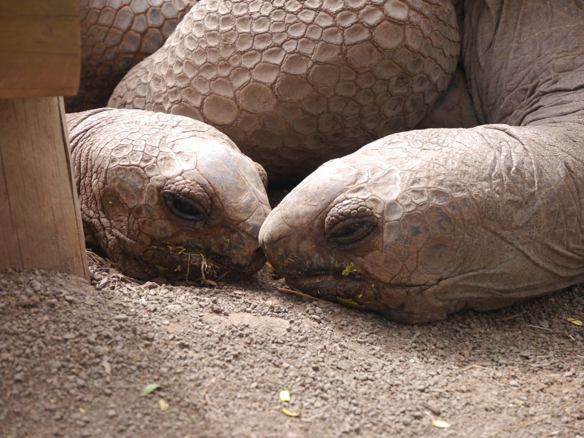 Mauritius giant tortoises