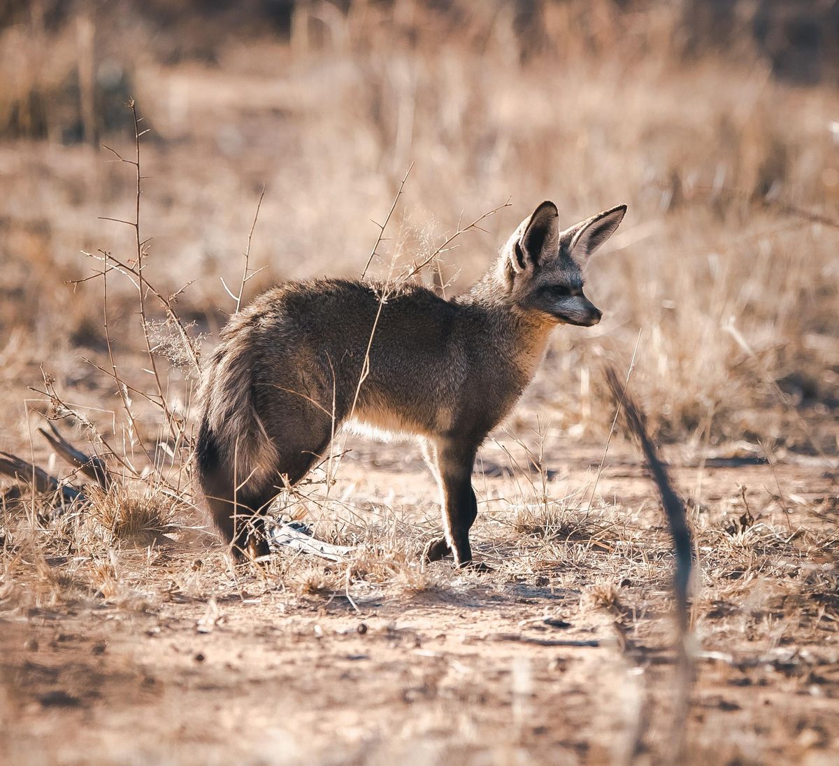 Okonjima bat eared fox