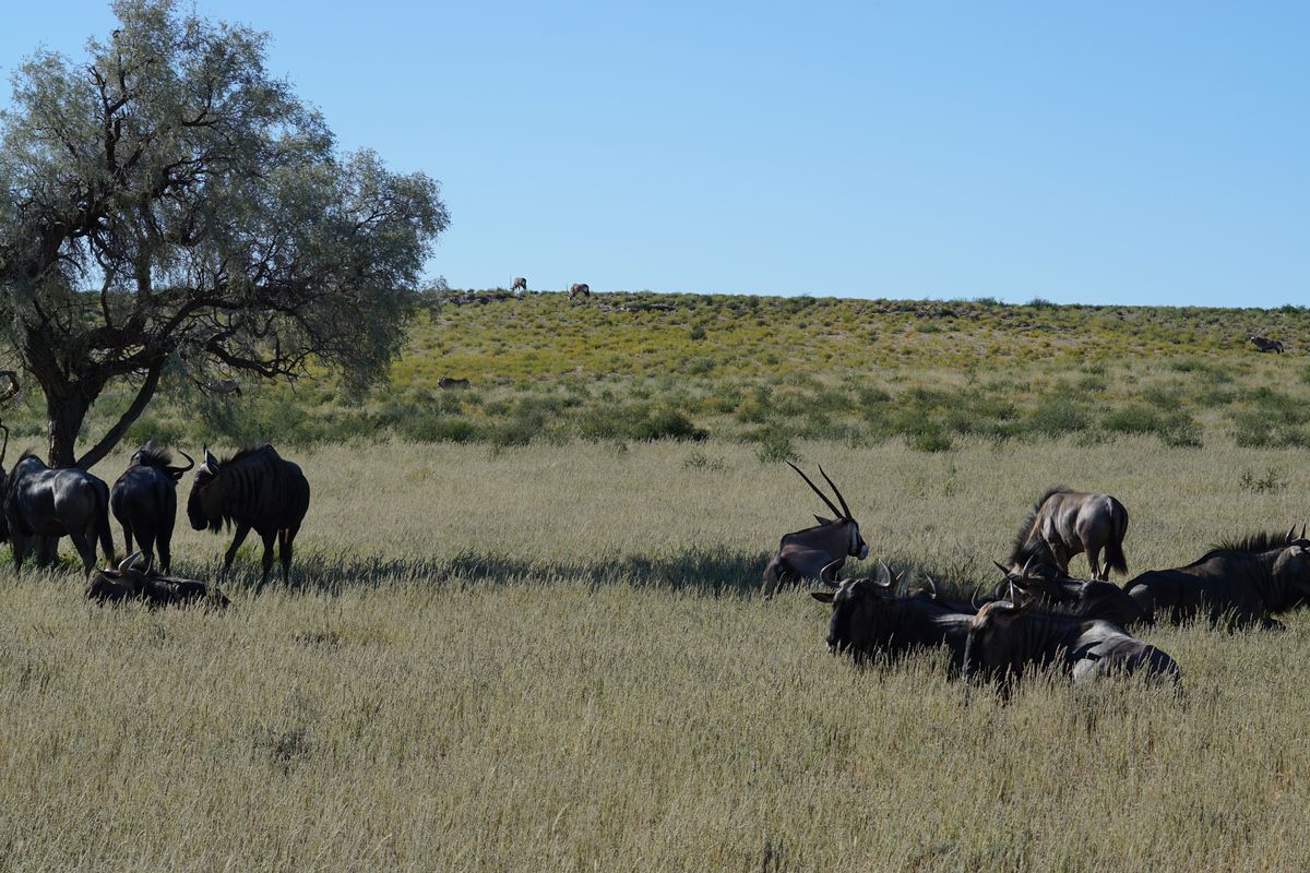 Kgalagadi oryx and gnus