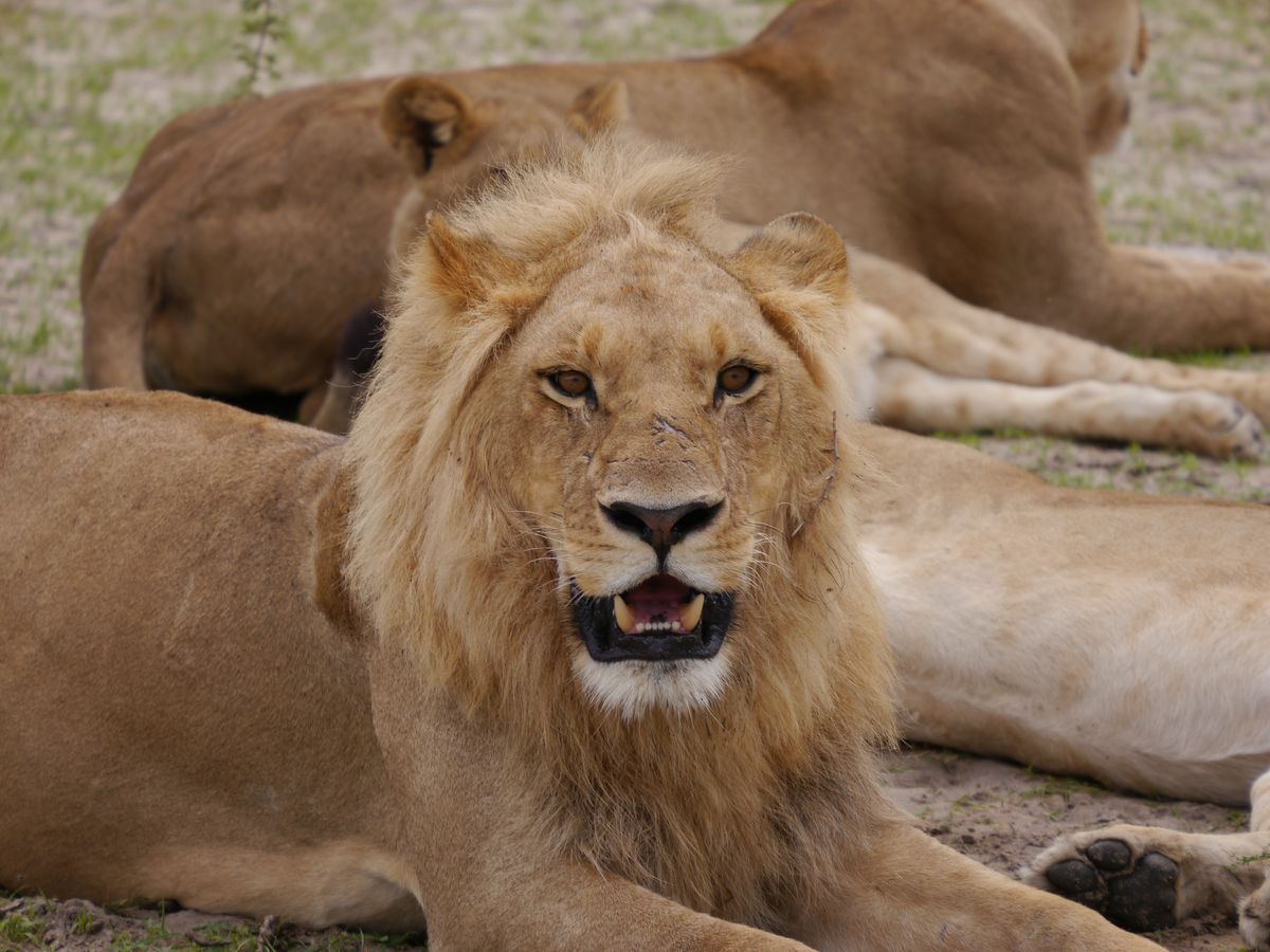 Chiefs Lions