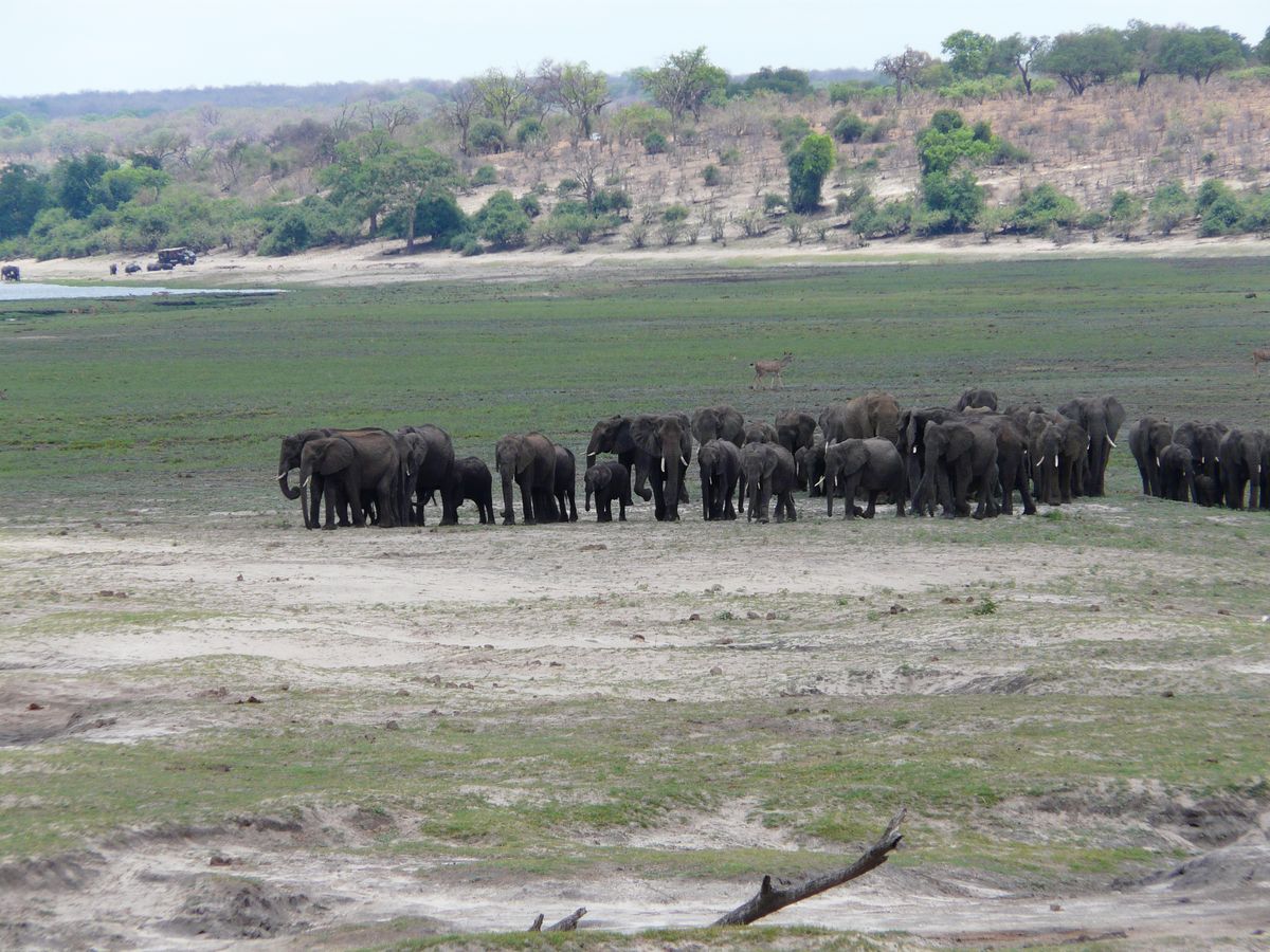 Chobe elephant herd