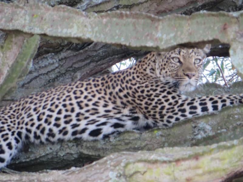 Leopard ruht in den Ästen