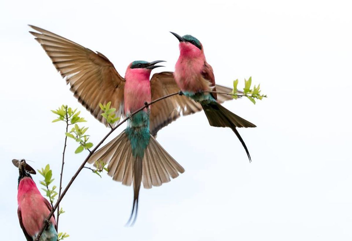 Zambezi carmine bee-eaters