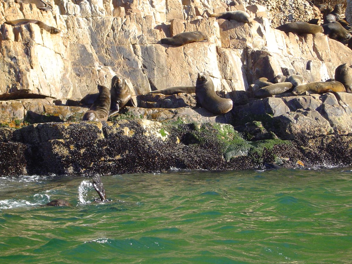 Plettenberg ocean safari seals