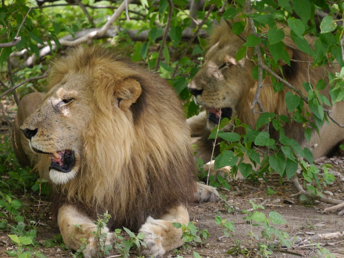Khwai lion kings