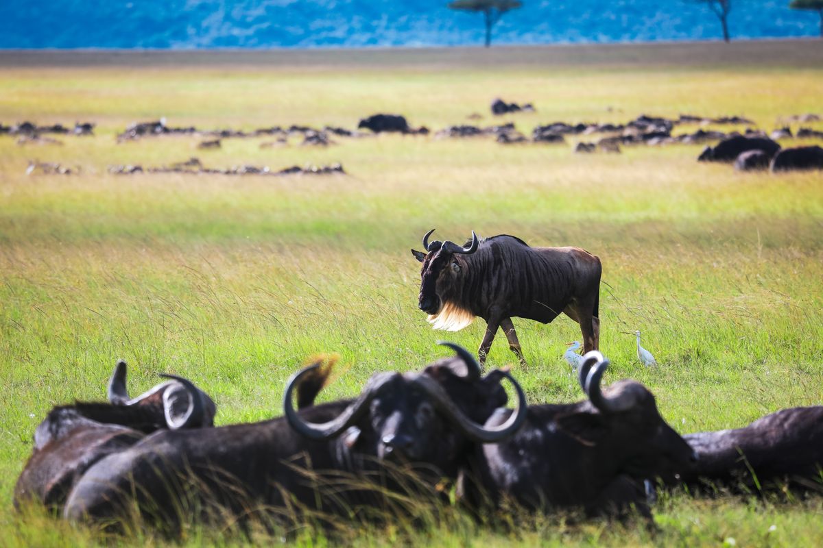 Kenia - Wiege der Safari