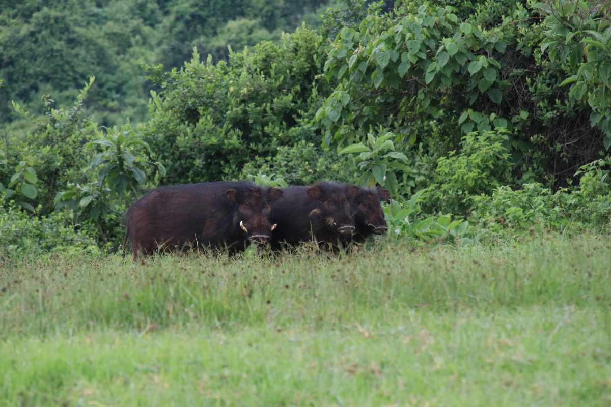 Aberdare Riesenwaldschweine