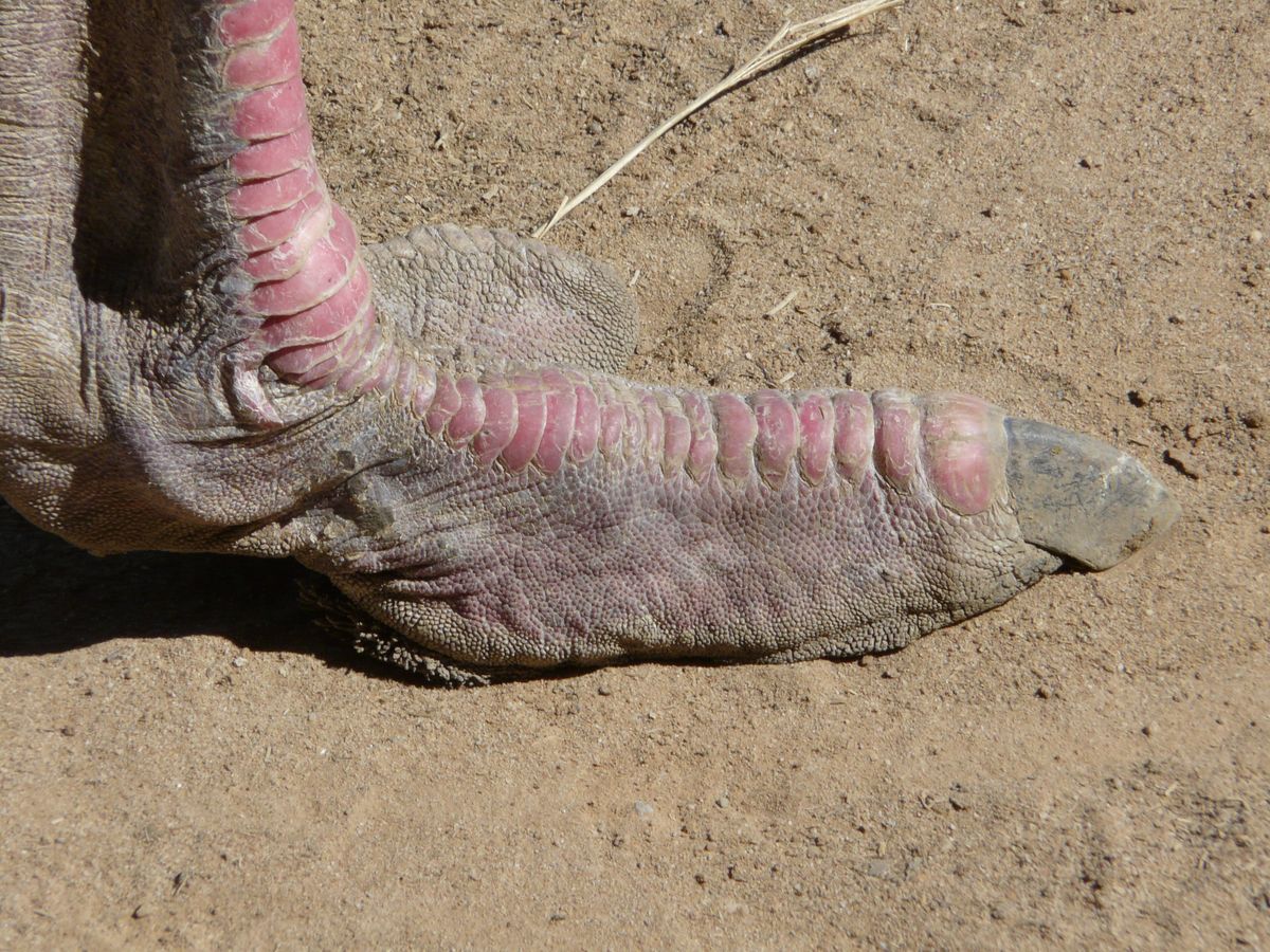 Oudtshoorn Ostrich foot