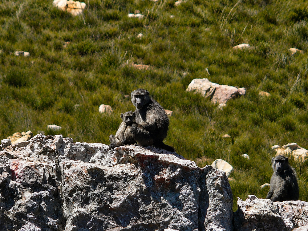 Cederberg Baboons