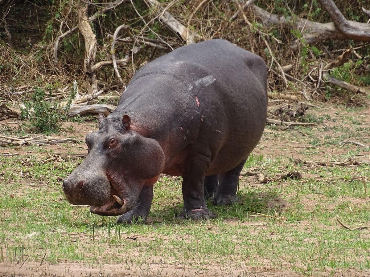 Akagera hippo