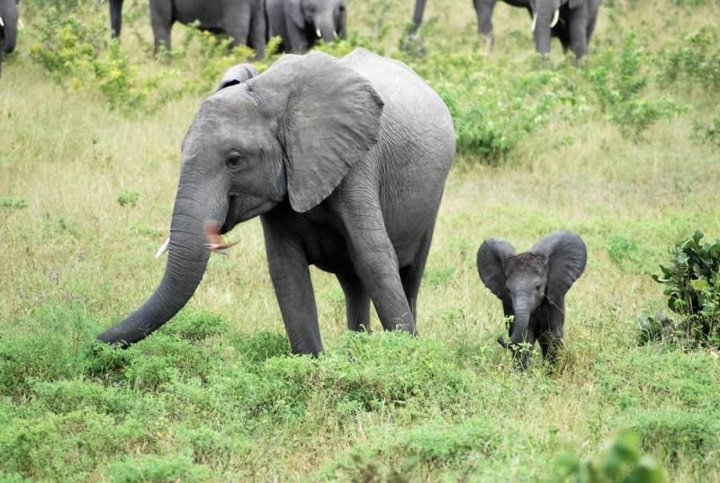 Elefantenkuh mit Kalb beim Grasen