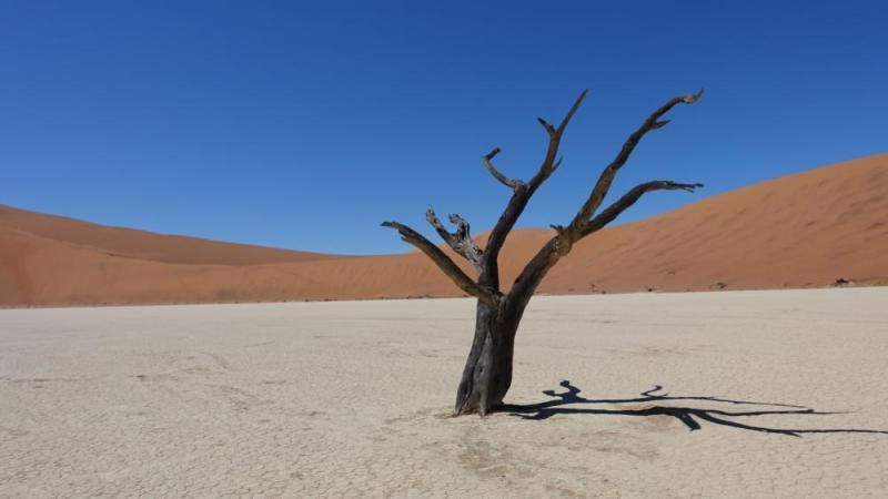 Einsamer Baum im Deadvlei