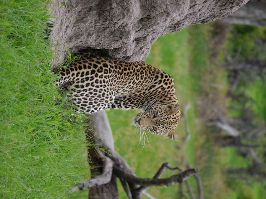 Leopard wacht am Baum