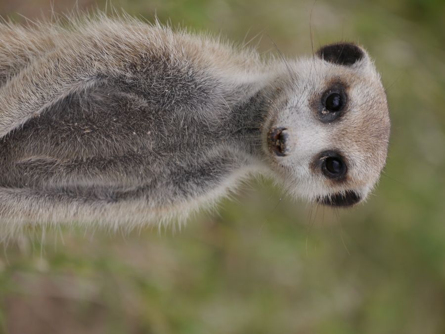 Makgadikgadi Erdmännchen