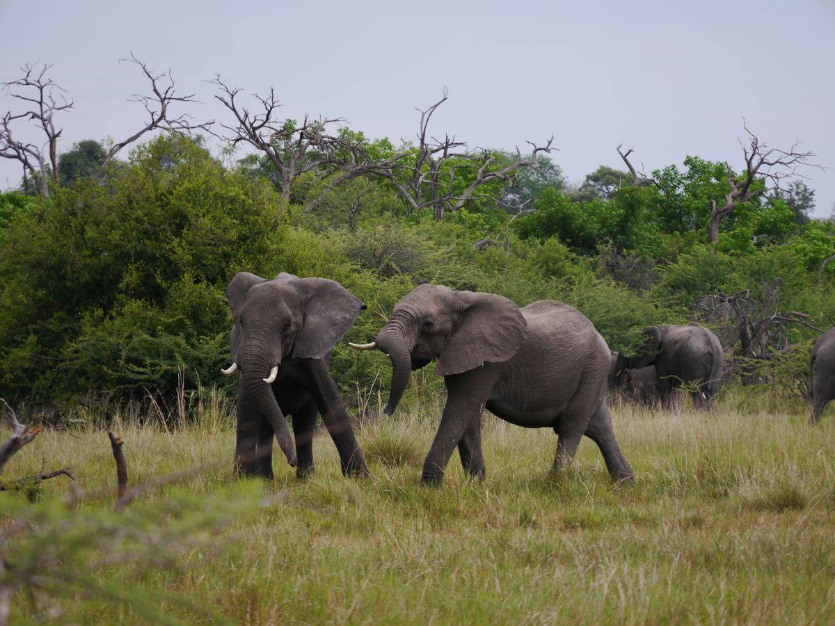 Chiefs elephants