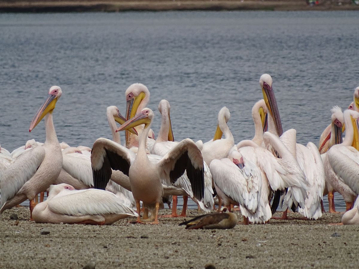 Lake Naivasha pelicans