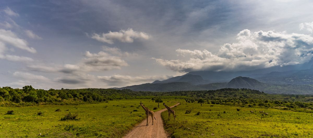 Arusha mountains & giraffe