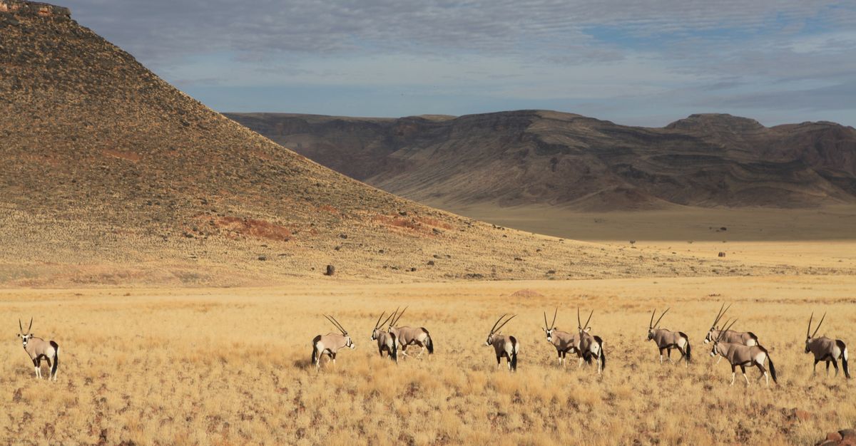 Namib Wüste - Oryx