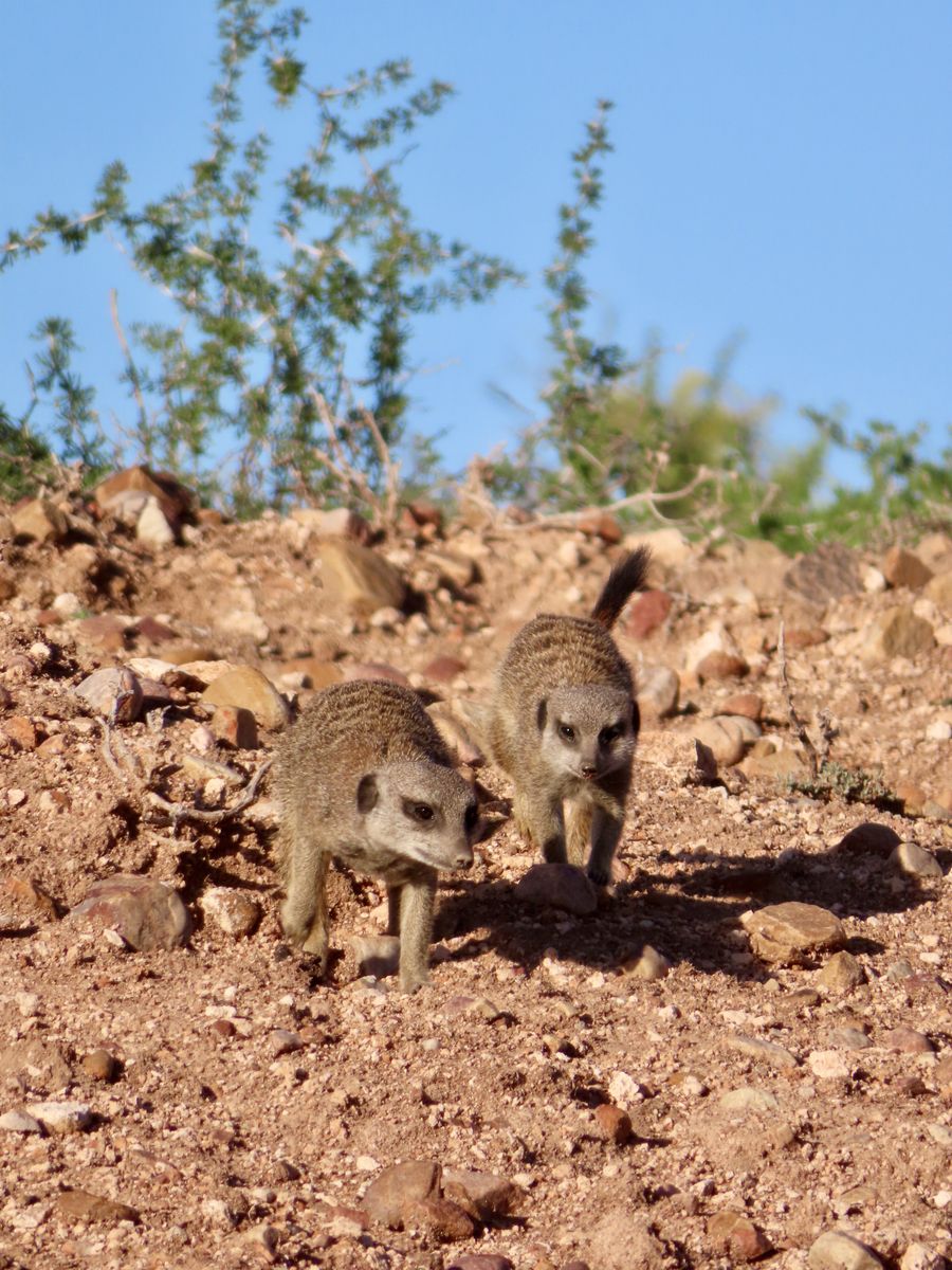 Südafrika Buffelsdrift Game Lodge Meerkat Tour zwei Meerkats