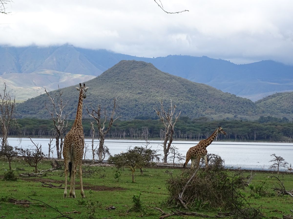 Lake Naivasha giraffes