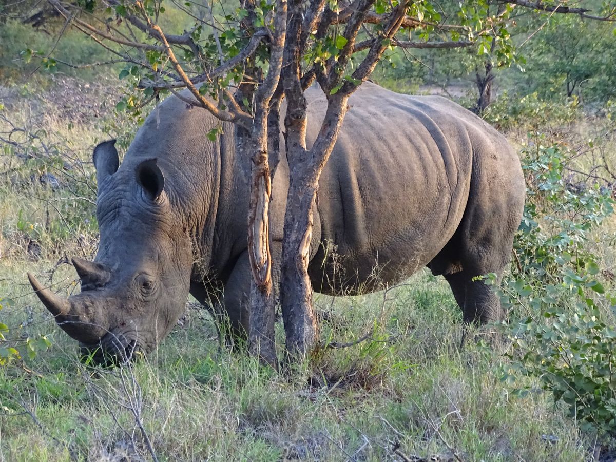 Timbavati rhino