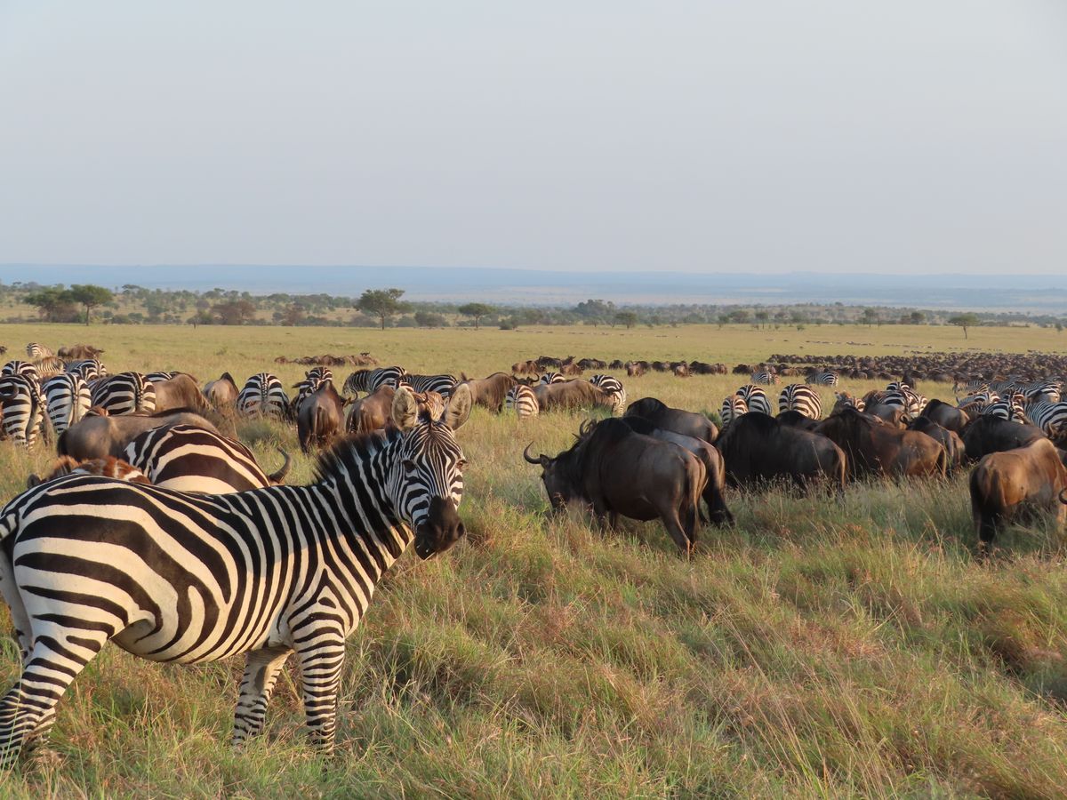 Tansania & Ruanda/Uganda - Serengeti, Vulkane und Silberrücken